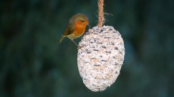 Robin Piña Comiendo Semillas Pájaro — Vídeos de Stock