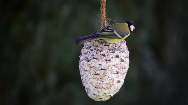 Great Tit Parus Major Bird Pine Cone Fat Ball — Stock Video