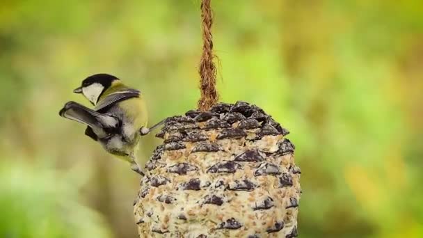 Great Tit Parus Major Fat Ball Pine Cone Warm Colors — Stock Video