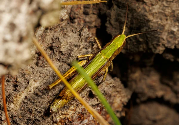 Ağaçta koşan yeşil çekirge