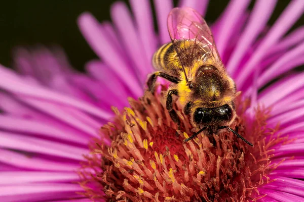 Bal arısı pembe çiçek