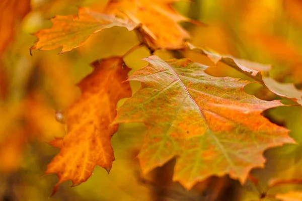Ağaçtaki altın sonbahar yaprağı