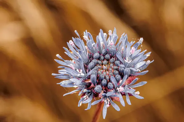 Altın bir arka planda mavi çiçek