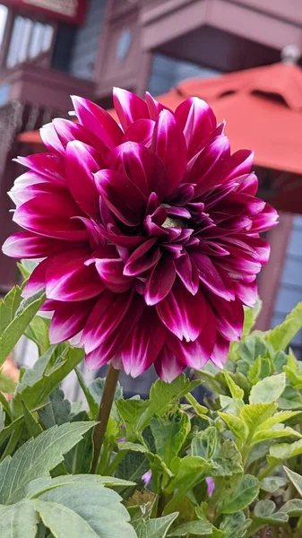 Güzel yıldız çiçeği, Flora 'nın yakın plan görüntüsü