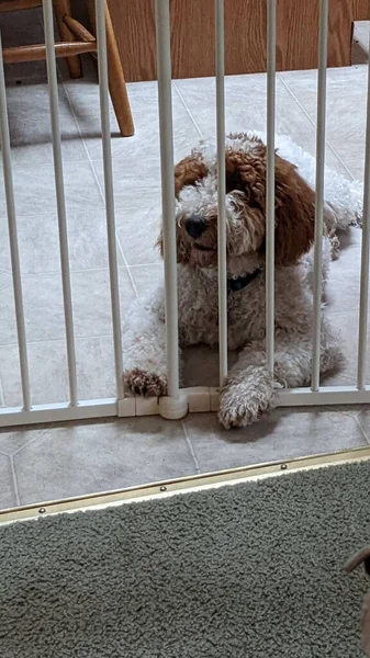 Kapının arkasındaki köpek.