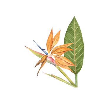 Strelitzia reginae tropikal çiçek suluboya çizimi. Yeşil yapraklar, turuncu canlı botanik gerçekçi tasarım. Turna çiçeği ya da cennet kuşu olarak da bilinen tropik çiçek açan bitki.