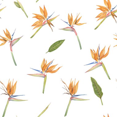 Strelitzia Reginae aynı zamanda Crane Flower veya Cennet Kuşu çelengi tasarımı olarak da bilinir. Gerçekçi stil elle çizilmiş suluboya elementler. Kumaş, baskı, ambalaj kağıdı ve diğer tasarım çözümleri için canlı çiçek arkaplanı.
