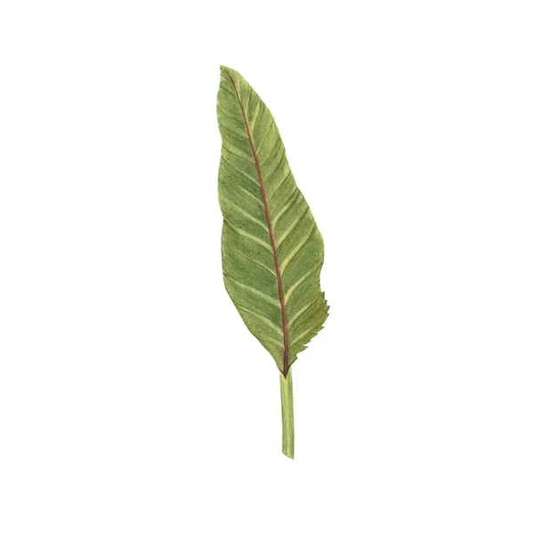 Опис Аквареллю Тропічних Листків Зелене Листя Квітки Відомої Strelitzia Або — стокове фото