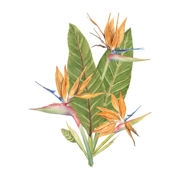 Strelitzia Reginae Tropical Flowers Watercolor Illustration White Background Green Leaves — Stock Photo, Image