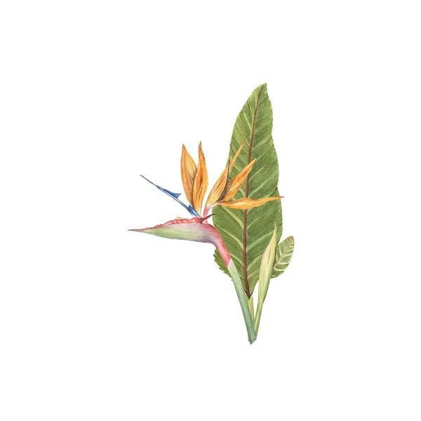 Strelitzia Reginae熱帯の花の水彩イラスト 緑の葉 オレンジ鮮やかな植物現実的なデザイン 楽園の鶴花や鳥とも呼ばれる熱帯開花植物 — ストック写真