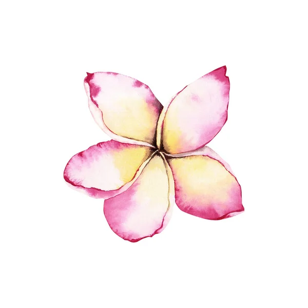 Fiori Plumeria Rosa Conosciuti Anche Come Frangipani Delicate Illustrazioni Acquerello — Foto Stock