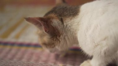 Bir kedi bir şeyler yiyor.