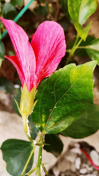 Hibiscus Rostlina Rostoucí Zahradě Láskou — Stock fotografie