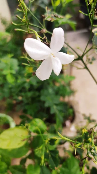 Bílá Jasmínová Rostlina Domácí Zahradě — Stock fotografie