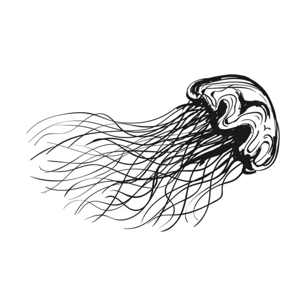Иллюстрация контура медузы — стоковый вектор