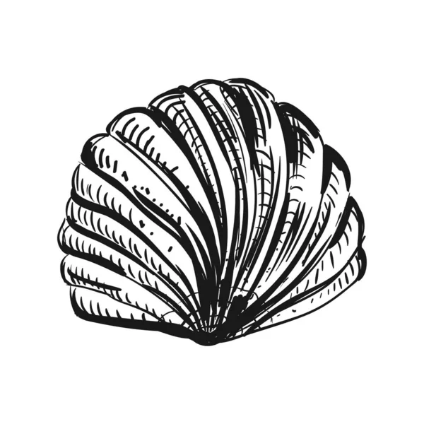 Ilustrasi Sketch Seashell - Stok Vektor