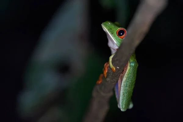 Kırmızı Gözlü Ağaç Kurbağası Bir Dalda Duruyor — Stok fotoğraf