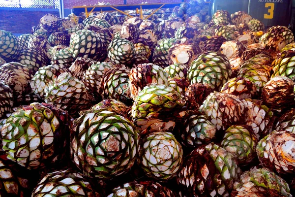 Penca de Maguey, tekila.