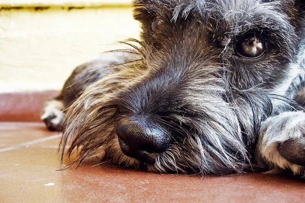 fotografia de perro schnauzer