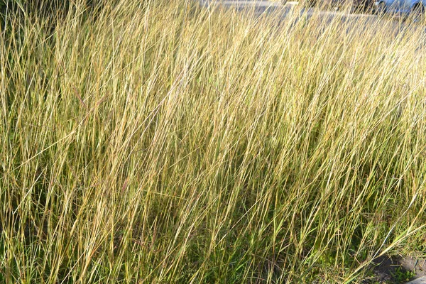 campo de pasto de trigo