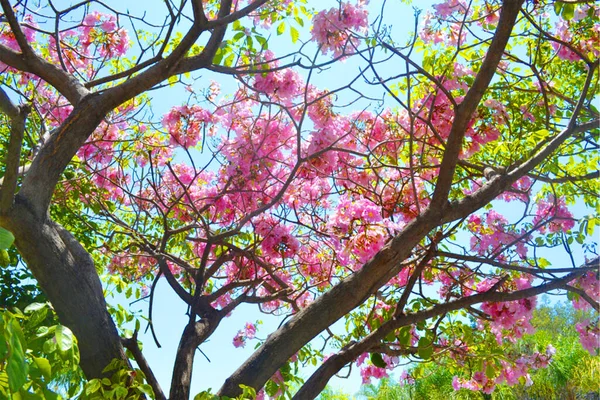 Arbol con flores rosas con cielo azul
