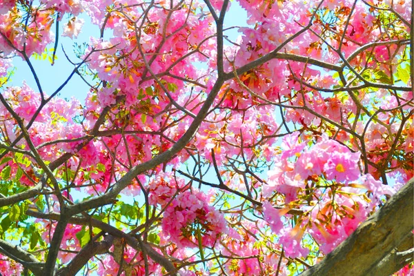 Arbol Con Flores Rosas Con Cielo Azul — Photo