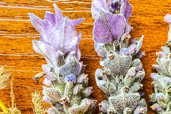 De Flores de Lavanda 'yı kapatın.