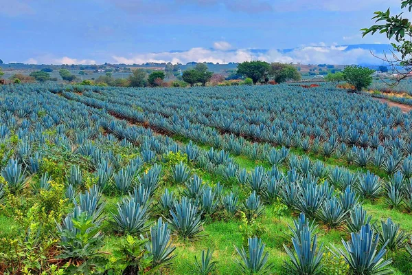 Paisajes de agave en tekila jalisco
