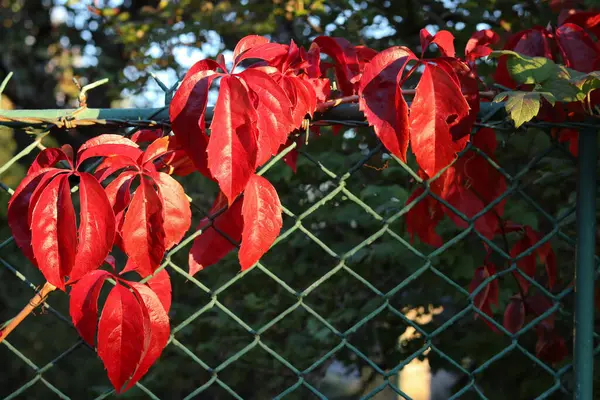 Feuilles Rouges Colorées Automne Sur Clôture Jardin — Photo