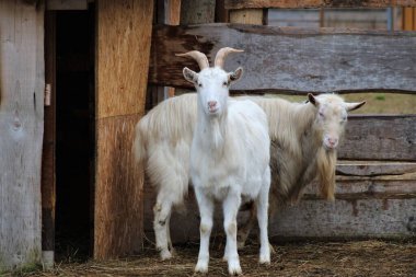 Ahırın önünde iki keçi