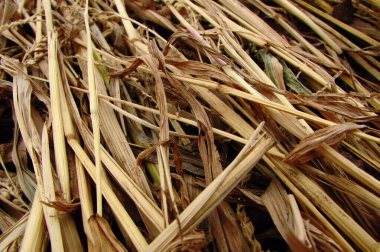  Saman, biçilmiş sarı buğday sapları, harmanlandıktan sonra yerde kalır..  