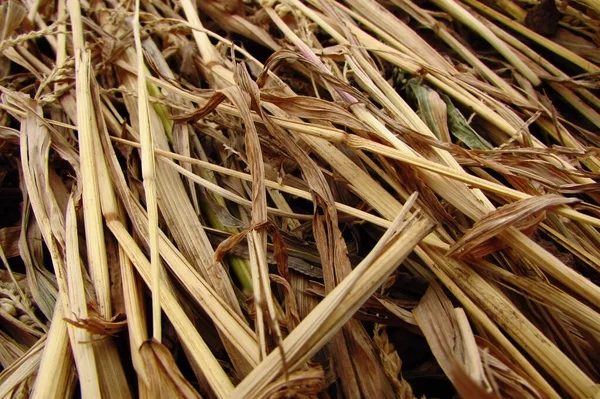  Saman, biçilmiş sarı buğday sapları, harmanlandıktan sonra yerde kalır..  