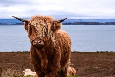 Kıllı İskoç ineği çayırda ot yiyor.