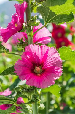 Sarytag, Sughd Eyaleti, Tacikistan. Tacikistan dağlarında Hollyhock çiçek açtı..