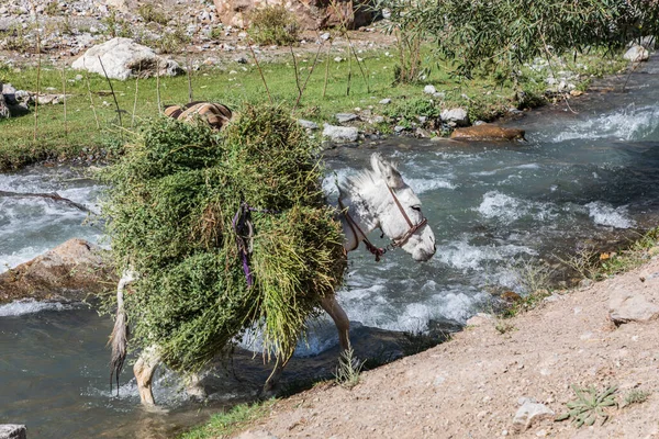 Mavzoley Rudaki Provincie Sughd Tádžikistán Osel Přepravující Velké Množství Sklizených — Stock fotografie