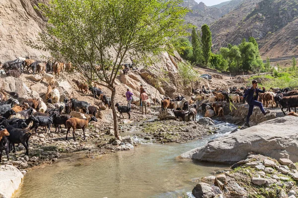 Mavzoley Rudaki Provincie Sughd Tadzjikistan Augustus 2021 Herders Die Hun — Stockfoto