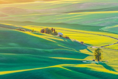 Steptoe Butte State Park, Washington, ABD. 21 Mayıs 2021. Palouse tepelerindeki buğday tarlalarının günbatımı manzarası. Sadece Düzenleyici Kullan