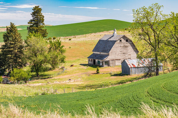 Колфакс, Вашингтон, США. 22 мая 2021 года. Серый выветрившийся сарай на ферме в Палхаус Хиллс. Только польза для здоровья