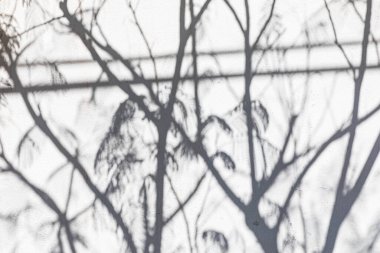 La Paz, Baja California Sur, Meksika. Beyaz sıva duvarındaki bitkilerin gölgeleri.