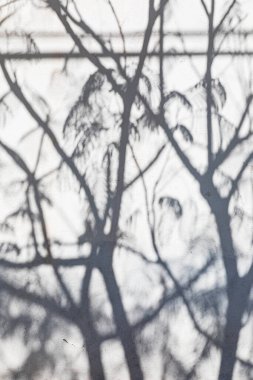 La Paz, Baja California Sur, Meksika. Beyaz sıva duvarındaki bitkilerin gölgeleri.