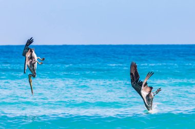 Playa El Tecolote, La Paz, Baja California Sur, Mexico. Brown Pelicans diving for fish in the Sea of Cortez. clipart