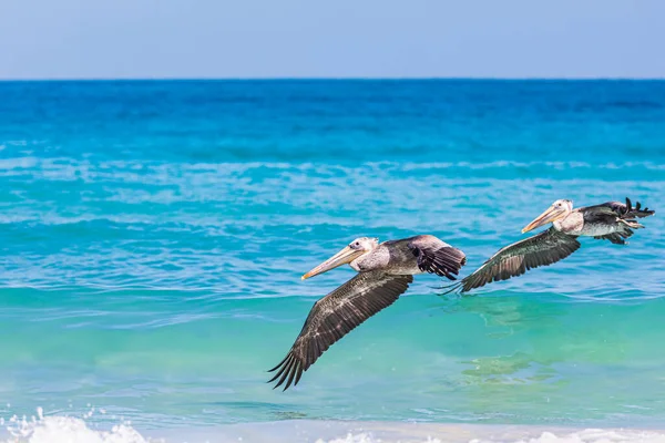 Playa El Tecolote, La Paz, Baja California Sur, Meksika. Kahverengi Pelikanlar Cortez Denizi üzerinde.