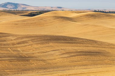 USA, Washington State, Whitman County. Palouse. Pullman. Old Moscow Road. Wheat fields in the Palouse hills.