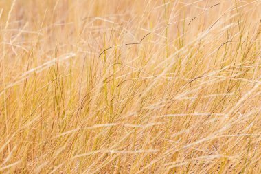USA, Washington State, Whitman County. Fields of grass in the Palouse hills.