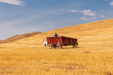USA, Washington State, Whitman County. Palouse. September 6, 2021. Harvesting wheat. Old fashioned threshing farm equipment.