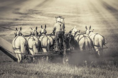 USA, Washington State, Whitman County. Palouse. September 6, 2021. Harvesting wheat with a vintage horse drawn thresher.