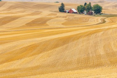 USA, Idaho, Genesse. Palouse.. September 8, 2021. Wheat fields in the Palouse hills.