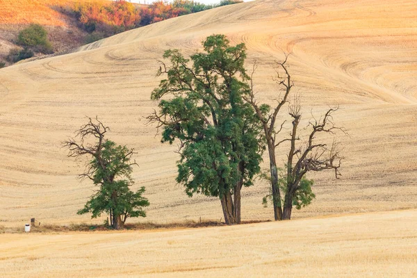 Usa Washington State Whitman County Palouse Trees Wheat Field — 스톡 사진