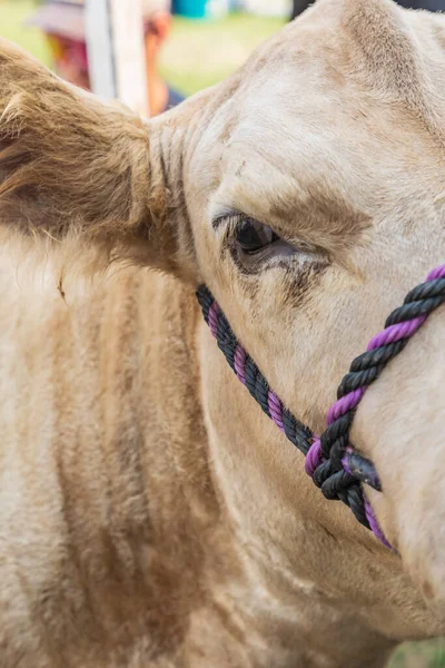 Usa Washington State Whitman County Palouse Palouse Empire State Fair — Zdjęcie stockowe