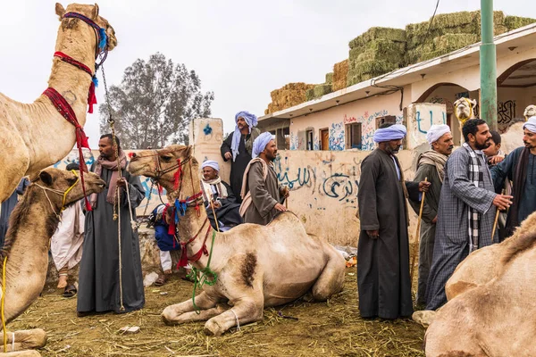 Birqash Cairo Egipto Fevereiro 2022 Homens Camelos Birqash Camel Market — Fotografia de Stock